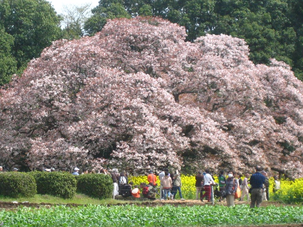Yoshitaka yamasakura